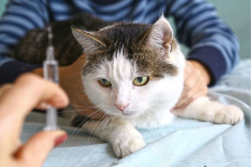 Cat vaccination in Huntersville