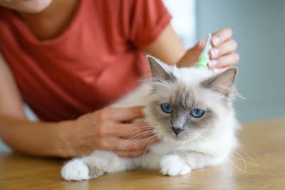 Signs Your Pet May Have Fleas | Huntersville Vet